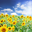 Sonnenblumen mit Sommer-Himmel