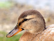 Stockente
