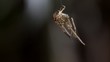 dead spider