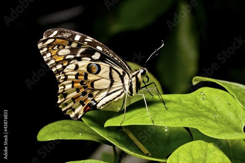 Photo: butterfly butterfly