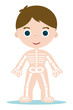 Vektor: kid bones chart for school learning kid bones chart for school learning