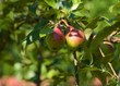 pears