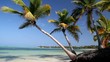Beautiful palms on caribbean beach, footage