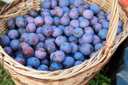 Photo: Plums in the basket Plums in the basket