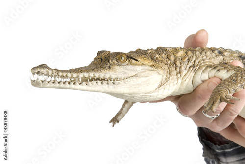 Photo: Holding a baby Fresh Water Crocodile on white background Holding a baby Fresh Water Crocodile on white background