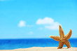 Starfish on the Beach