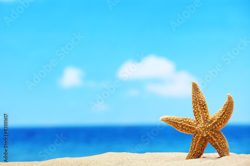 Photo: Starfish on the Beach Starfish on the Beach
