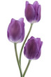 tulip