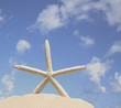 starfish on sand with blue sky background