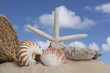seashells and sand with blue sky background