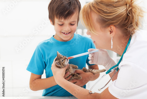 Foto: Little kitten at the veterinary getting medication Little kitten at the veterinary getting medication