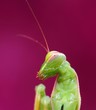 mantis