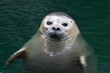 Foto: Cute seal pup looking out of the water with big curious eyes Cute seal pup looking out of the water with big curious eyes