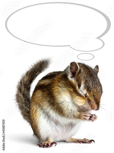Photo: Funny chipmunk dreaming with thought bubble Funny chipmunk dreaming with thought bubble