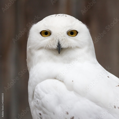 Photo: Snowy owl sitting quietly looking out for prey Snowy owl sitting quietly looking out for prey