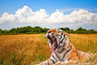 Foto: Yawning Tiger in field Yawning Tiger in field