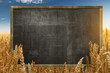 Blackboard in Cornfield