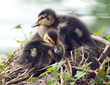 Chicks