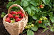 strawberry crop