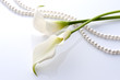 calla