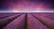 Stunning lavender field landscape Summer sunset