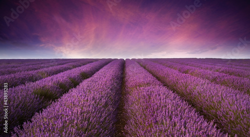 Photo: Stunning lavender field landscape Summer sunset Stunning lavender field landscape Summer sunset