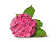 fleur d'hortensia