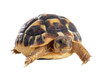 Photo: young Tortoise young Tortoise