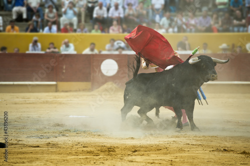 Foto: Torero finalizando un pase de pecho. Torero finalizando un pase de pecho.