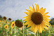 Beautiful sunflower in the field