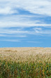 kornfeld
