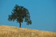 Field,tree and blue sky