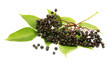 Schwarzer Holunder, Sambucus nigra, Common Elder