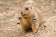 Foto: Prairie dog eating Prairie dog eating