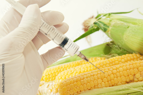 Photo: Sweet corn, genetic engineering Sweet corn, genetic engineering