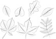 foliage