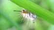 Caterpillar