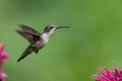 Photo: Ruby-throated hummingbird with purple flowers Ruby-throated hummingbird with purple flowers