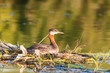 Photo: Nesting Red-necked Grebe (Podiceps grisegena). Nesting Red-necked Grebe (Podiceps grisegena).