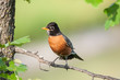 Photo: Robin Perched on a Branch Robin Perched on a Branch