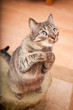 Funny european cat asking for food 