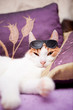 Ginger cat wearing sunglasses and relaxing on a coach