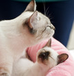 Foto: Thai cat with kitten close-up Thai cat with kitten close-up