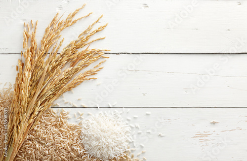 Photo: paddy and rice paddy and rice