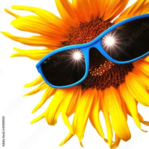 Foto: Sonnenblume mit Brille Sonnenblume mit Brille