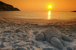 Photo: Tortue de sable sur la plage de méditerranée, Conca Tortue de sable sur la plage de méditerranée, Conca
