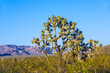 joshua tree in warm bright light
