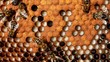 Video: Larvae and cocoons of bees Larvae and cocoons of bees