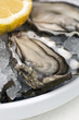 Fresh Oyster