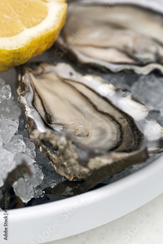Photo: Fresh Oyster Fresh Oyster